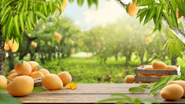 Premium TJC Mangoes from Sri Lanka